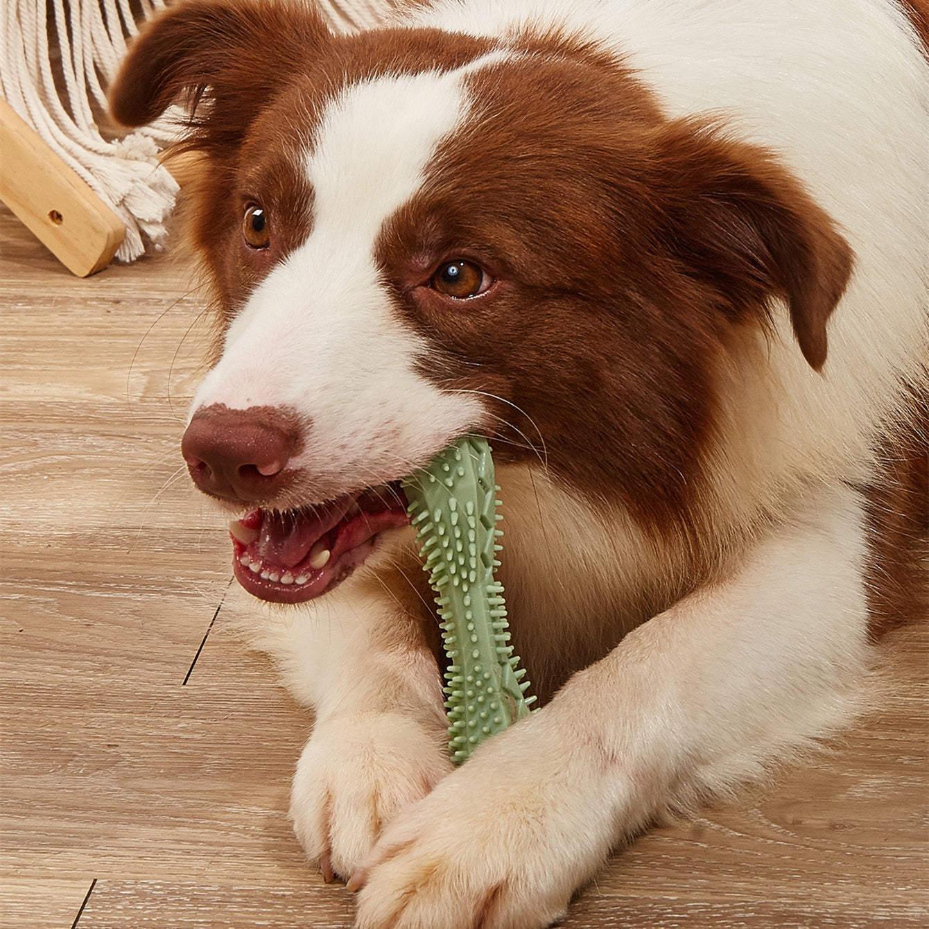 Dog Chew Toy for Teeth Cleaning